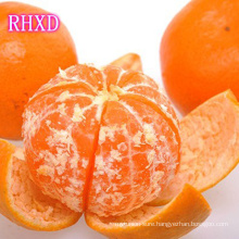 2017 baby mandarin orange factory price exporter
